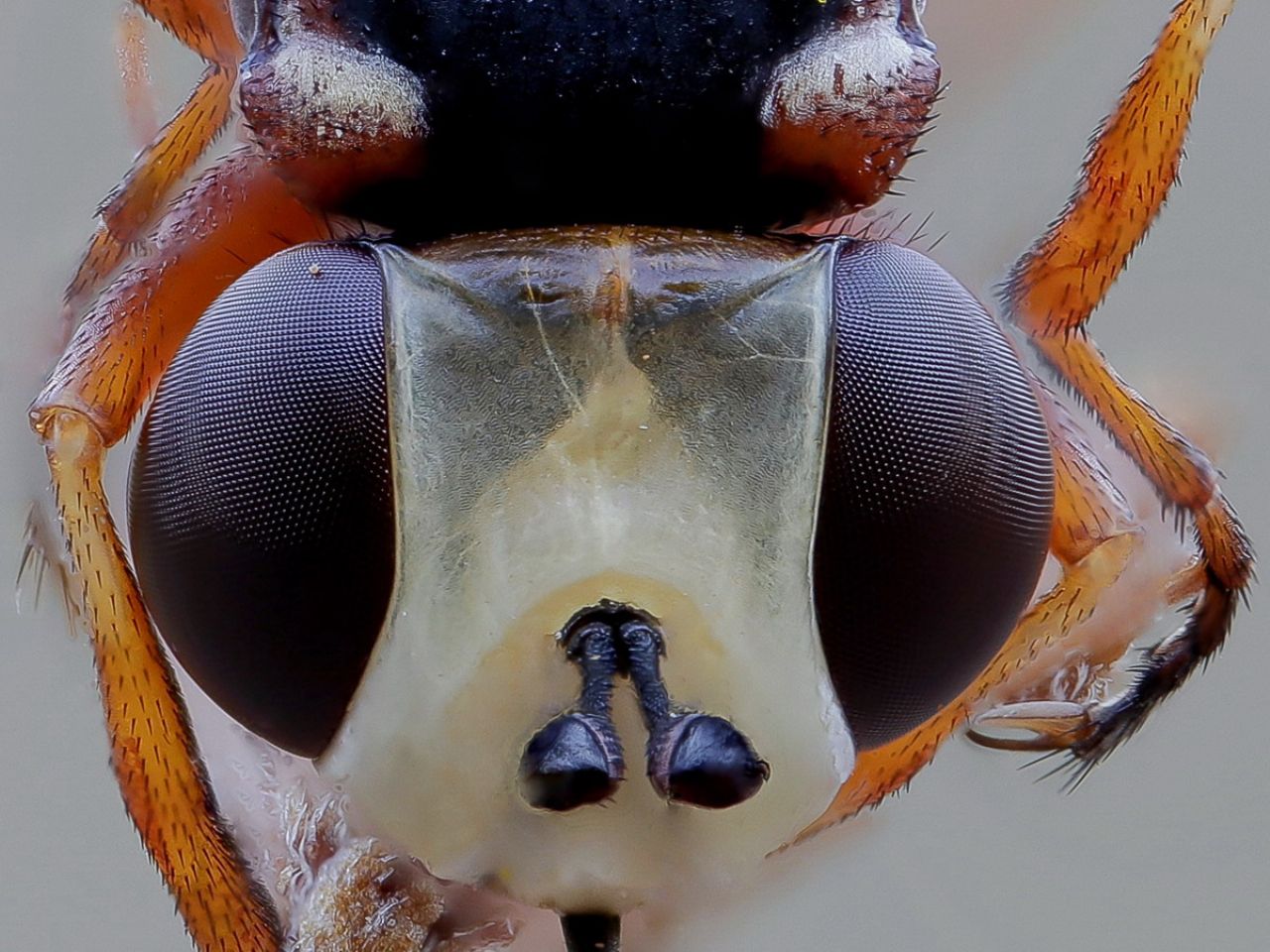 Conopidae - Physocephala sp.